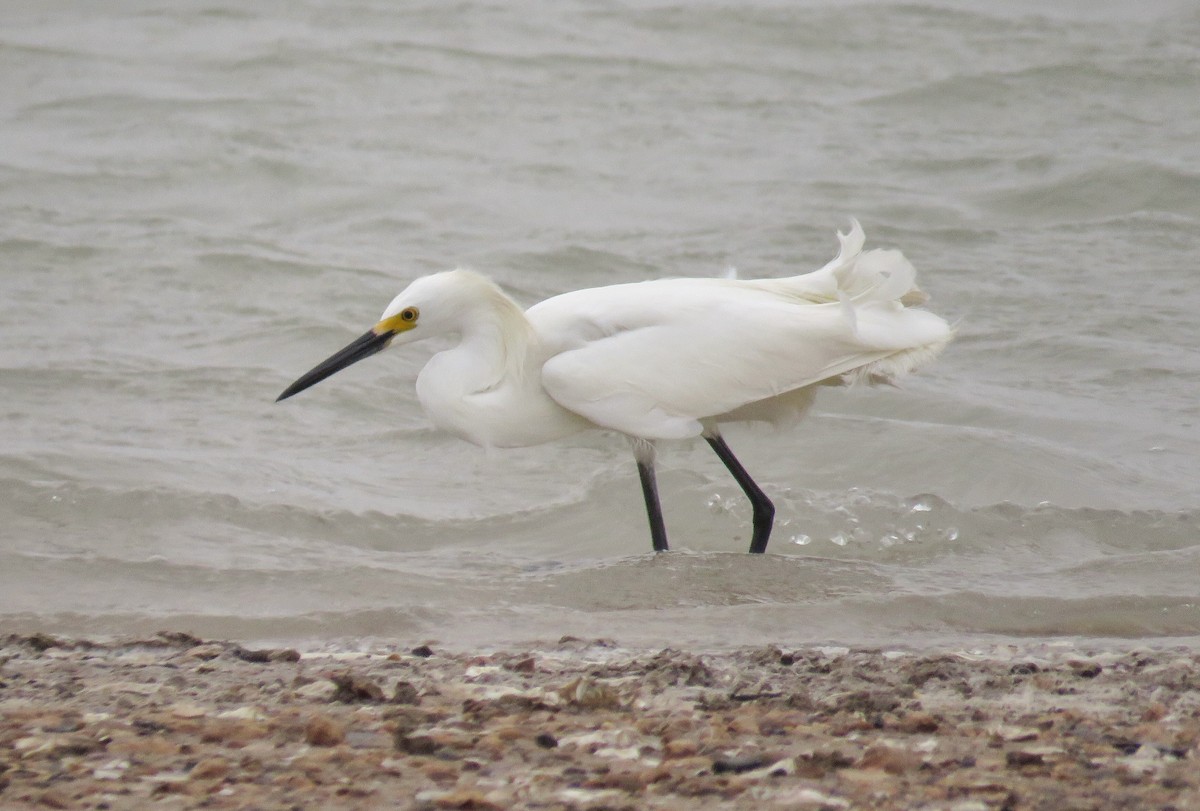 Snowy Egret - ML26457371