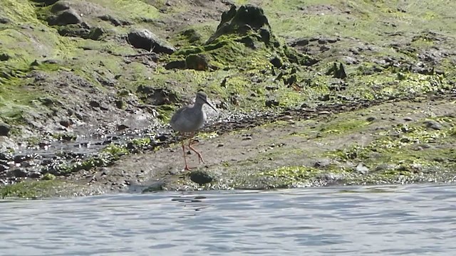 Spotted Redshank - ML264574511