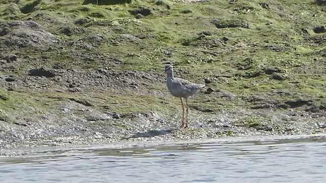 Spotted Redshank - ML264574611