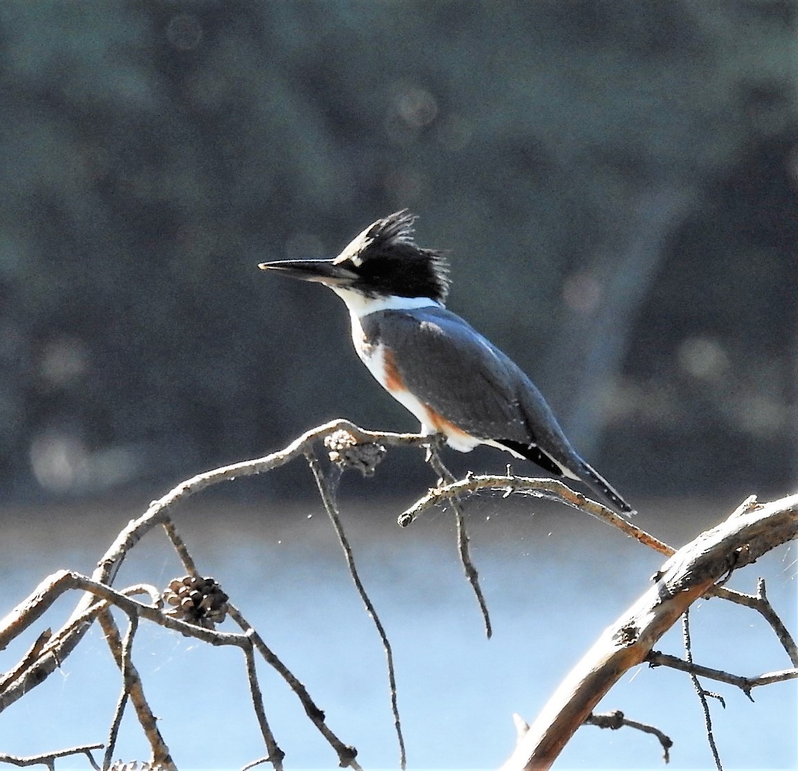 Belted Kingfisher - Jennifer Bowman