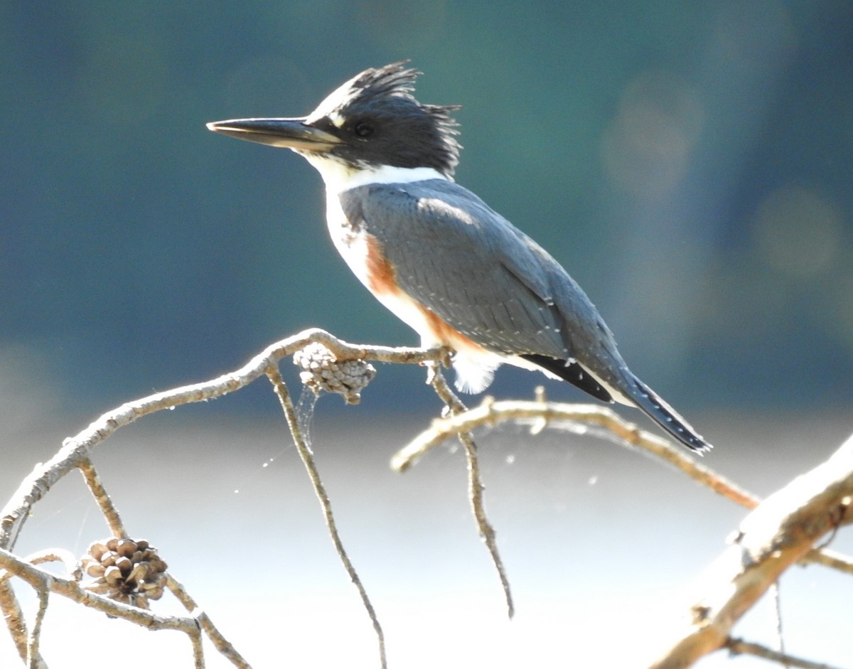 Belted Kingfisher - Jennifer Bowman