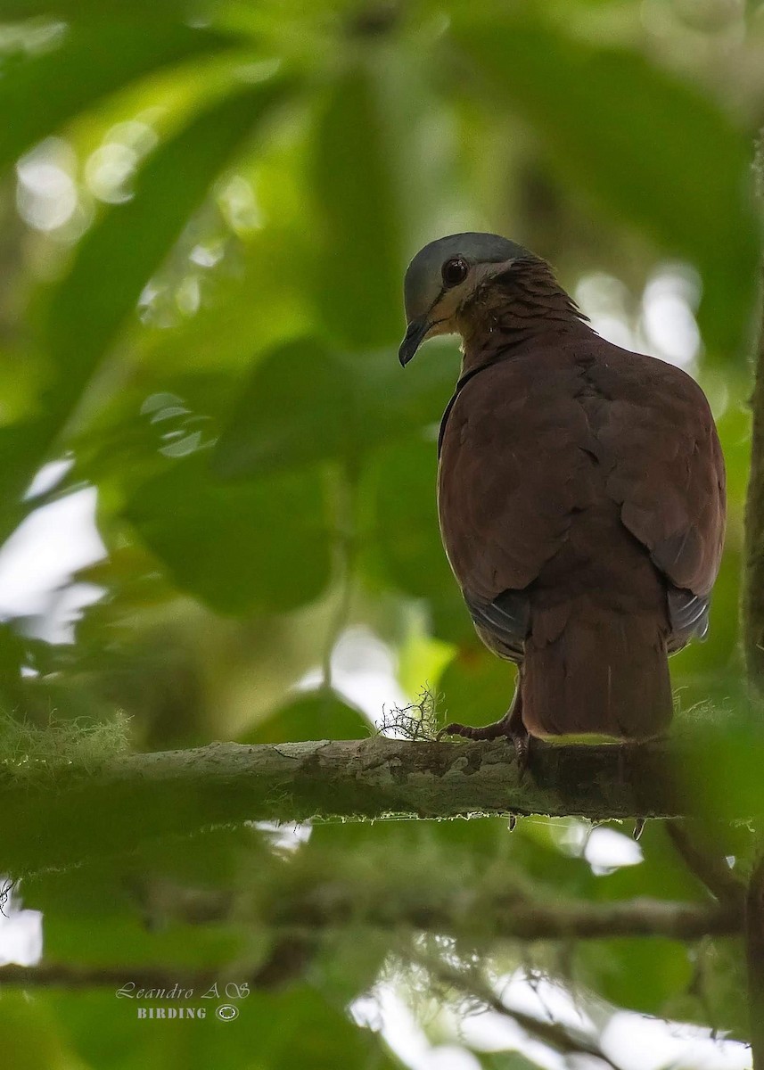 Chiriqui Quail-Dove - ML264581241