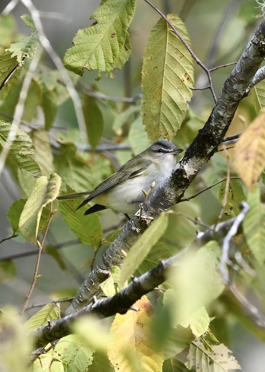 Vireo Ojirrojo - ML264588551