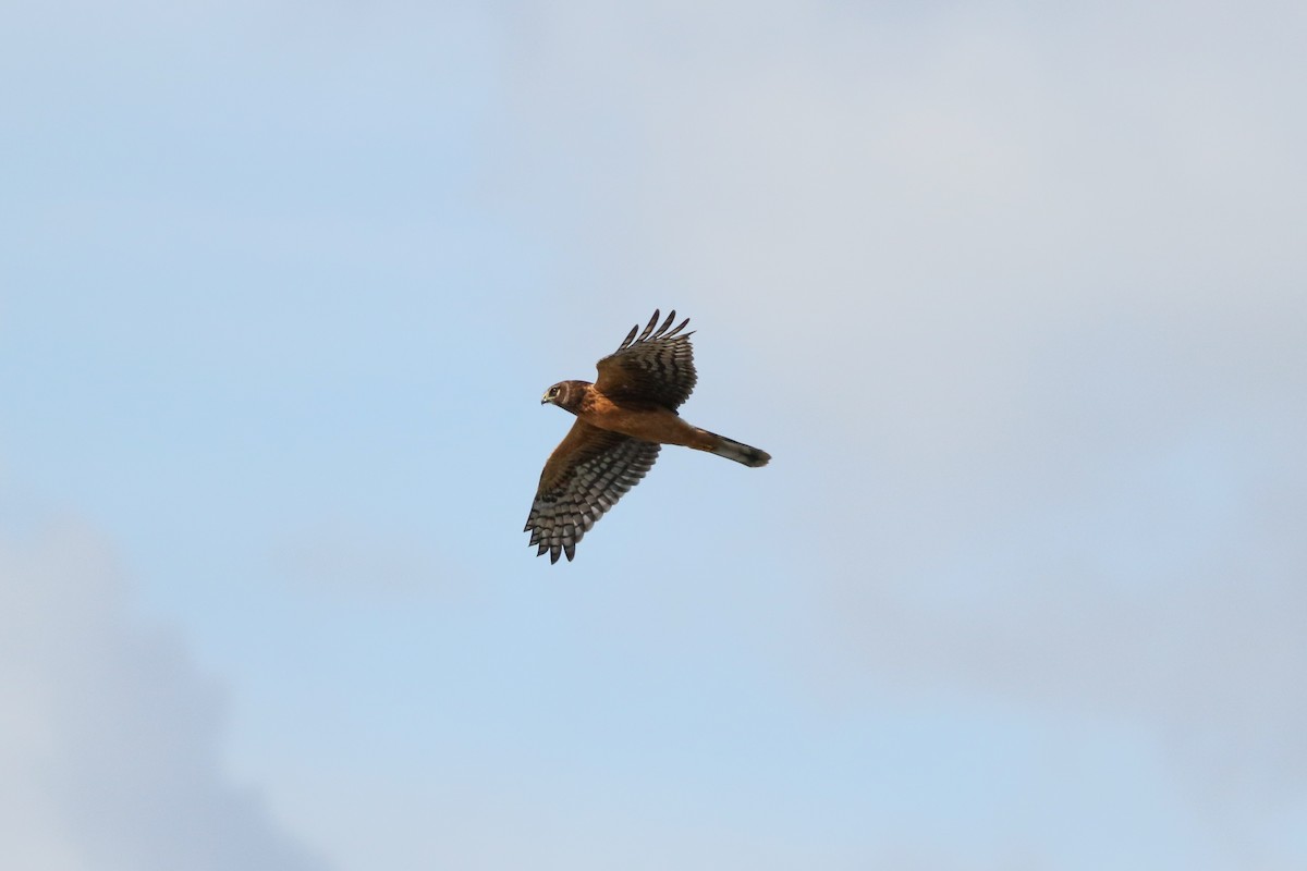 Aguilucho de Hudson - ML264589041