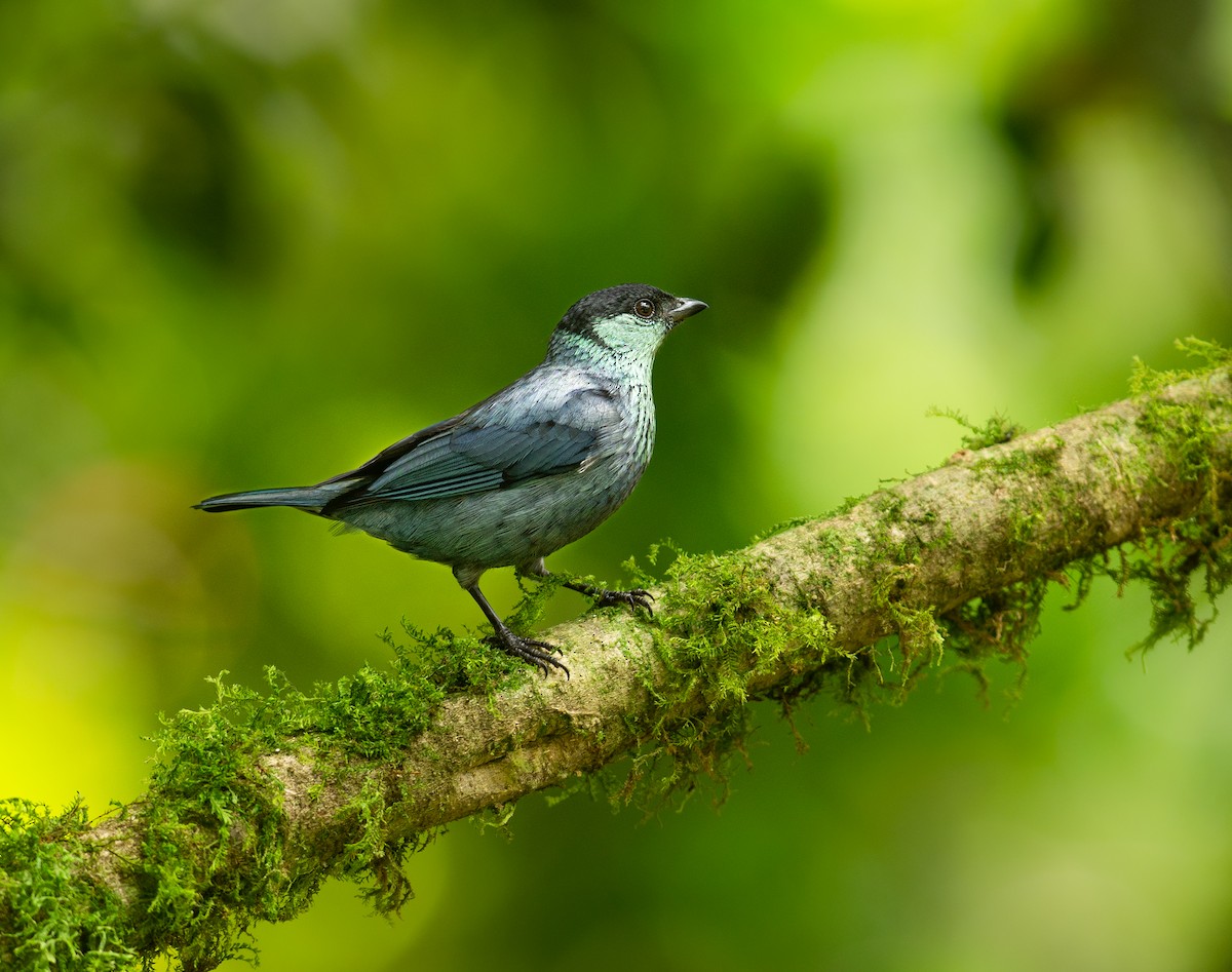 Black-capped Tanager - Alex Luna