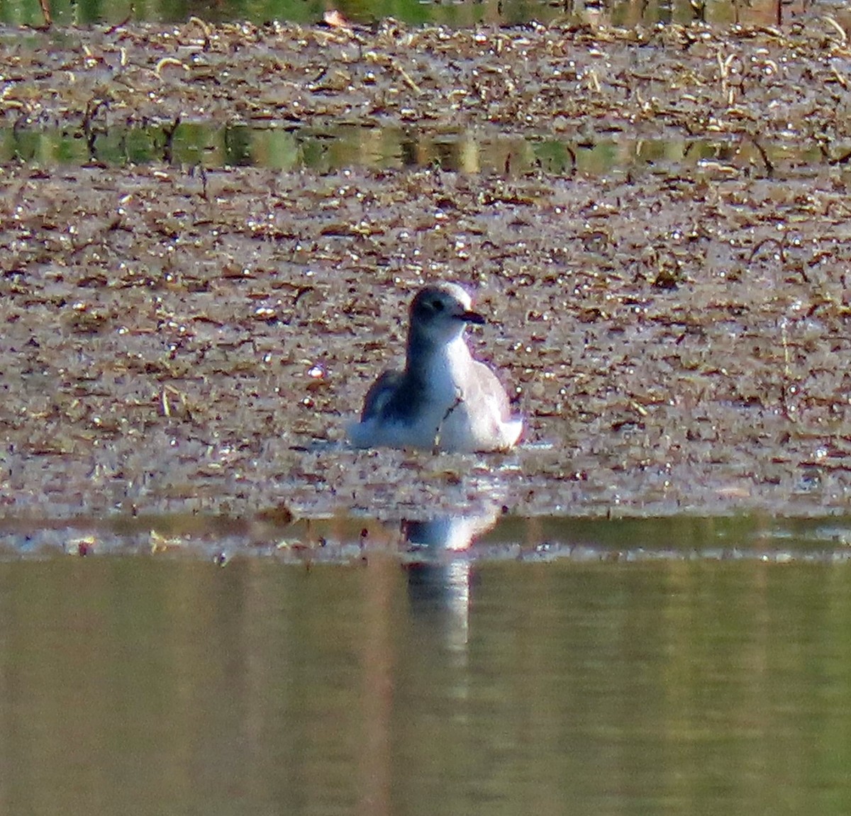 Mouette de Sabine - ML264589991