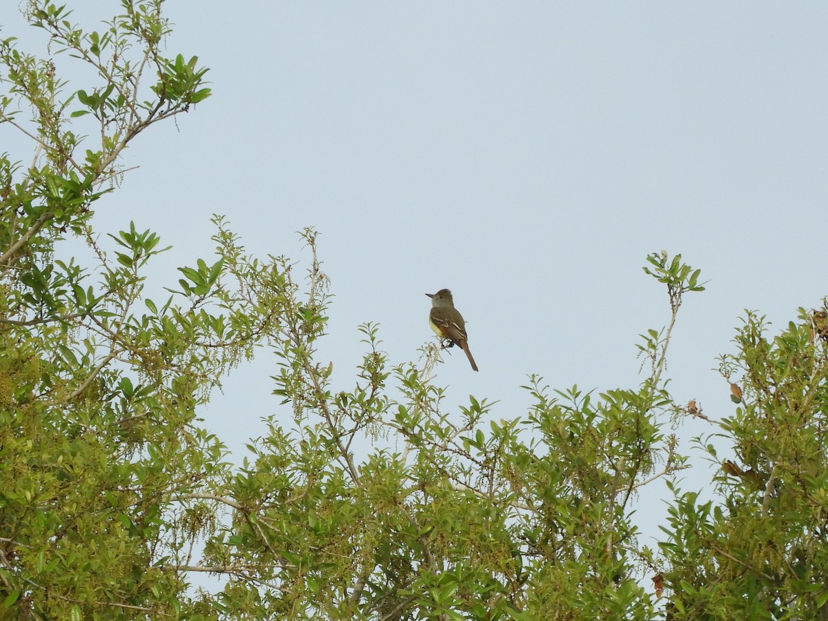 Great Crested Flycatcher - ML264590061