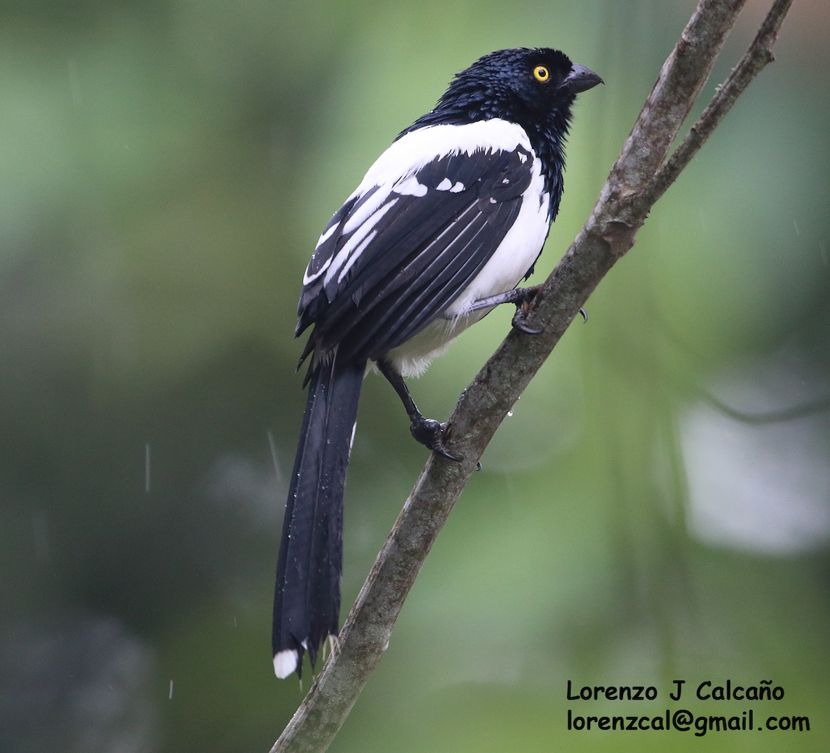 Magpie Tanager - ML264590111