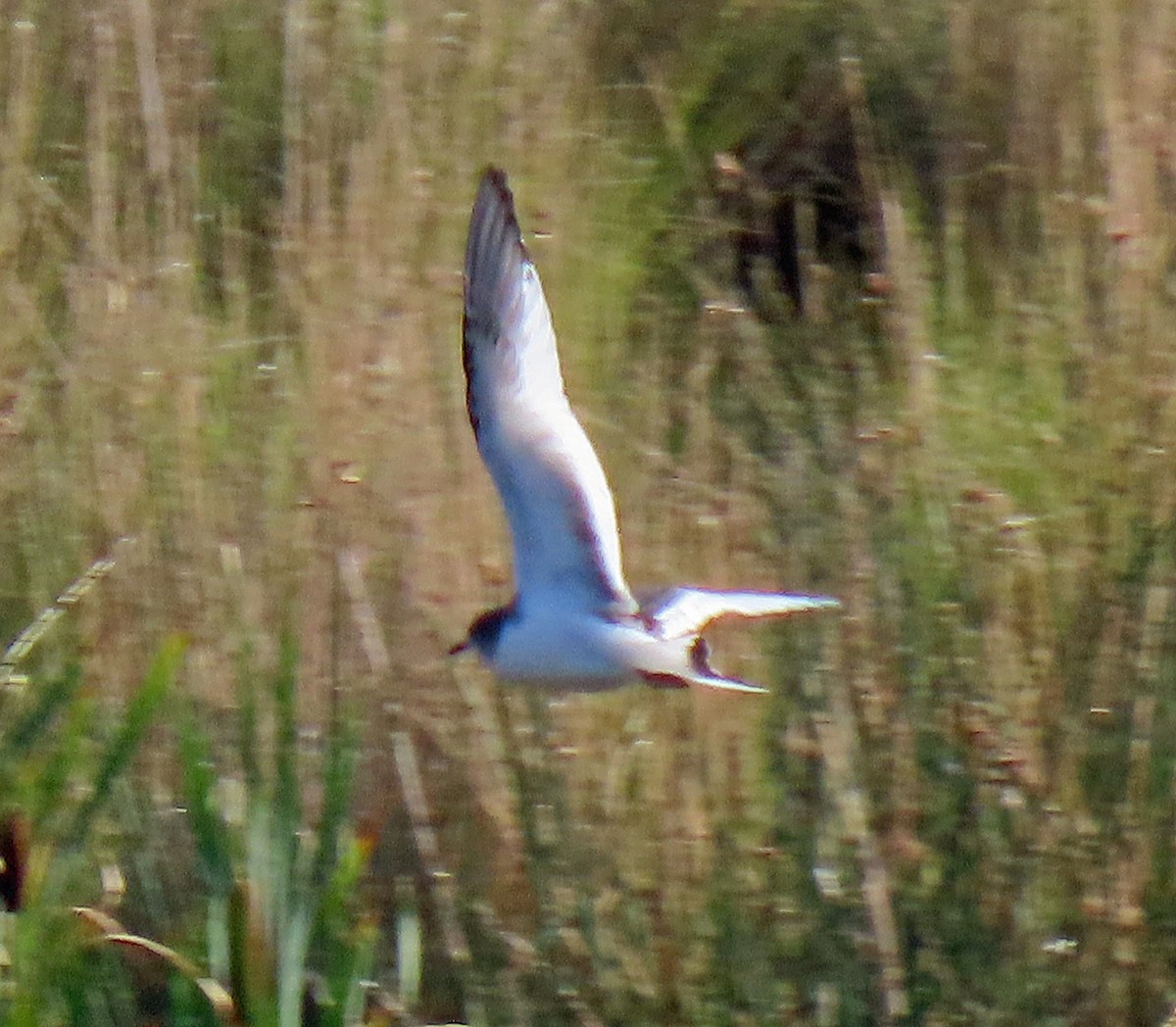 Sabine's Gull - ML264590131