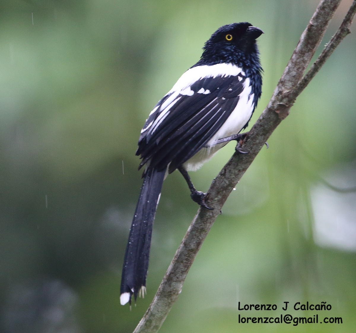 Magpie Tanager - ML264590191