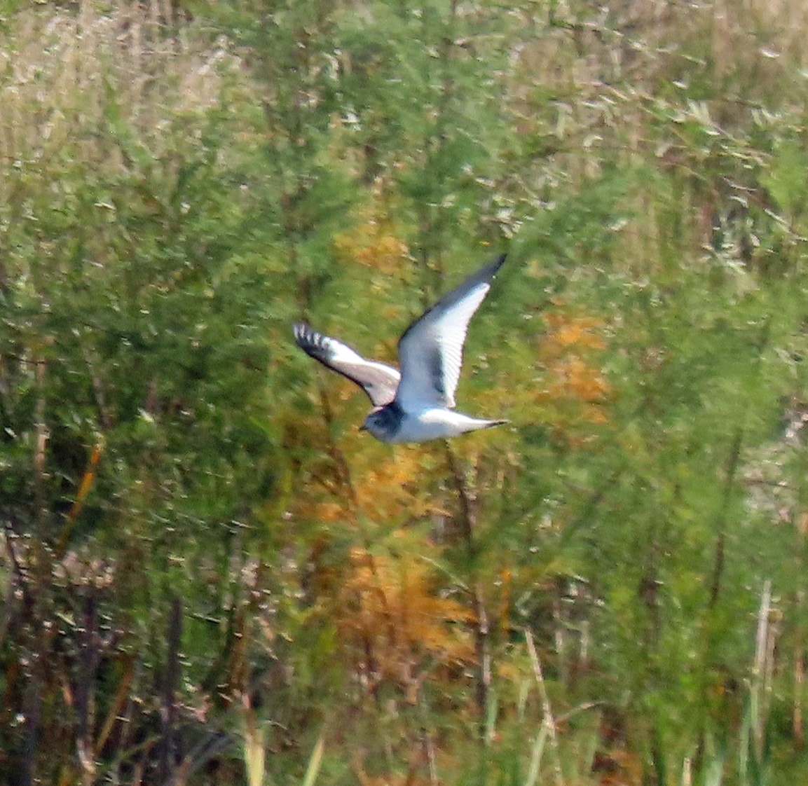 Sabine's Gull - ML264590891