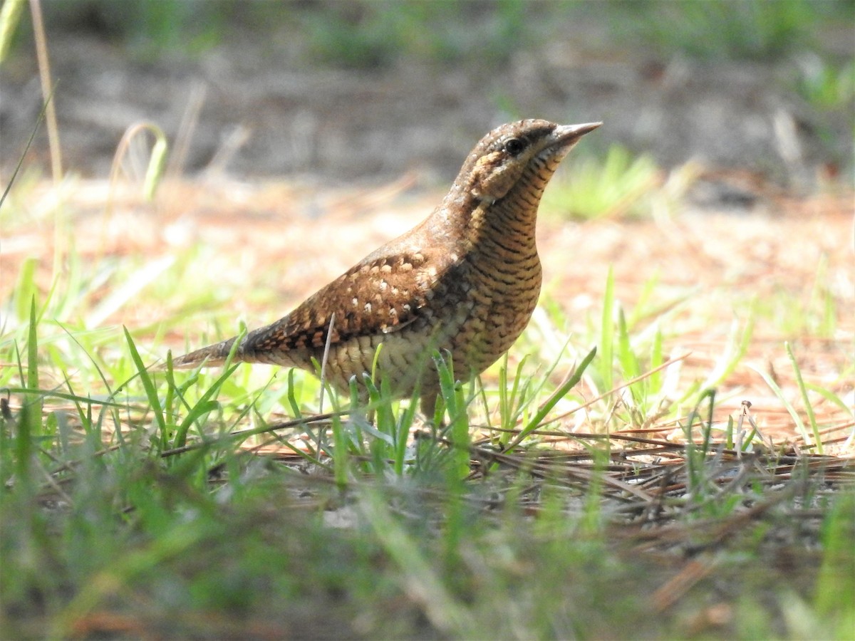 Eurasian Wryneck - ML264591281