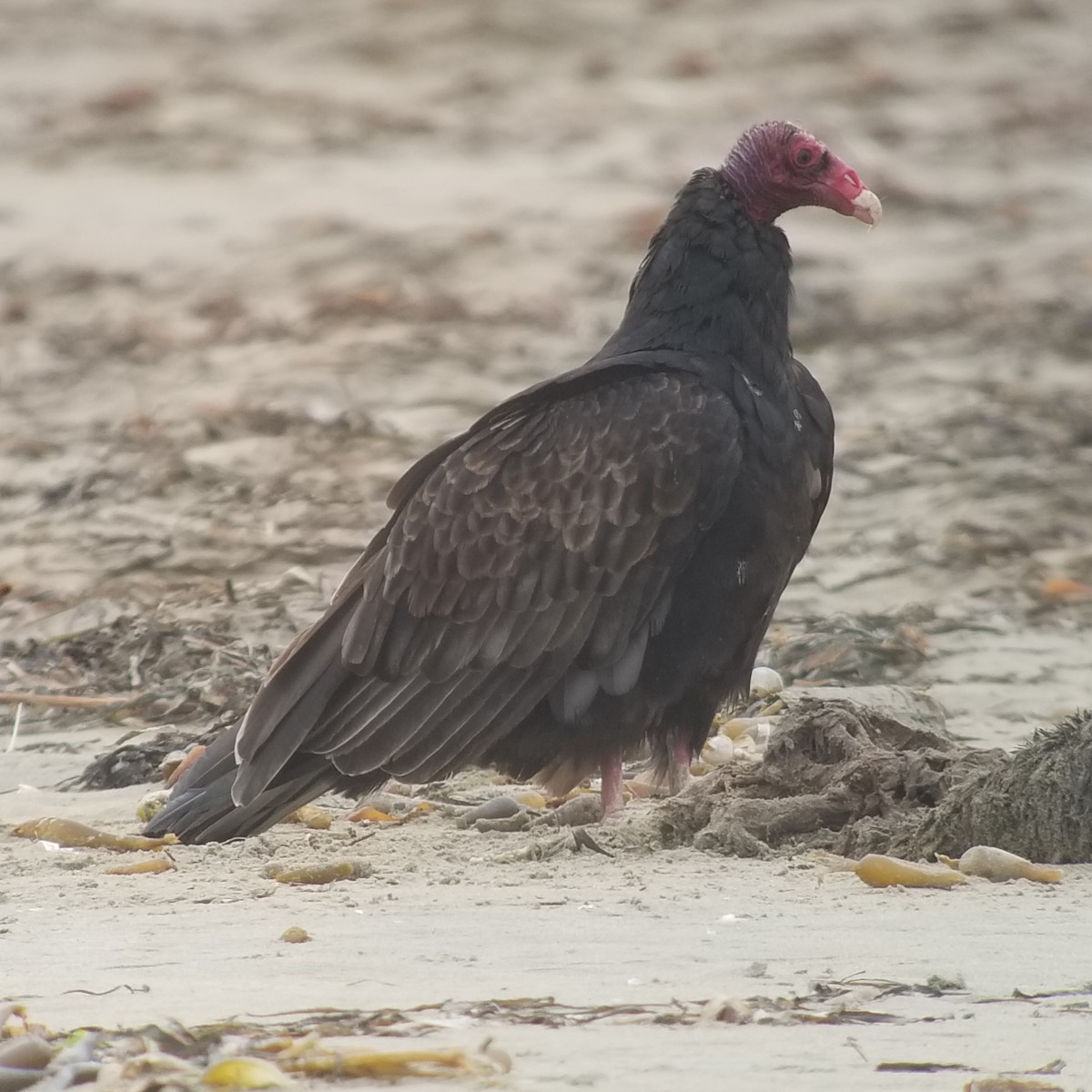 Turkey Vulture - Donald Pendleton