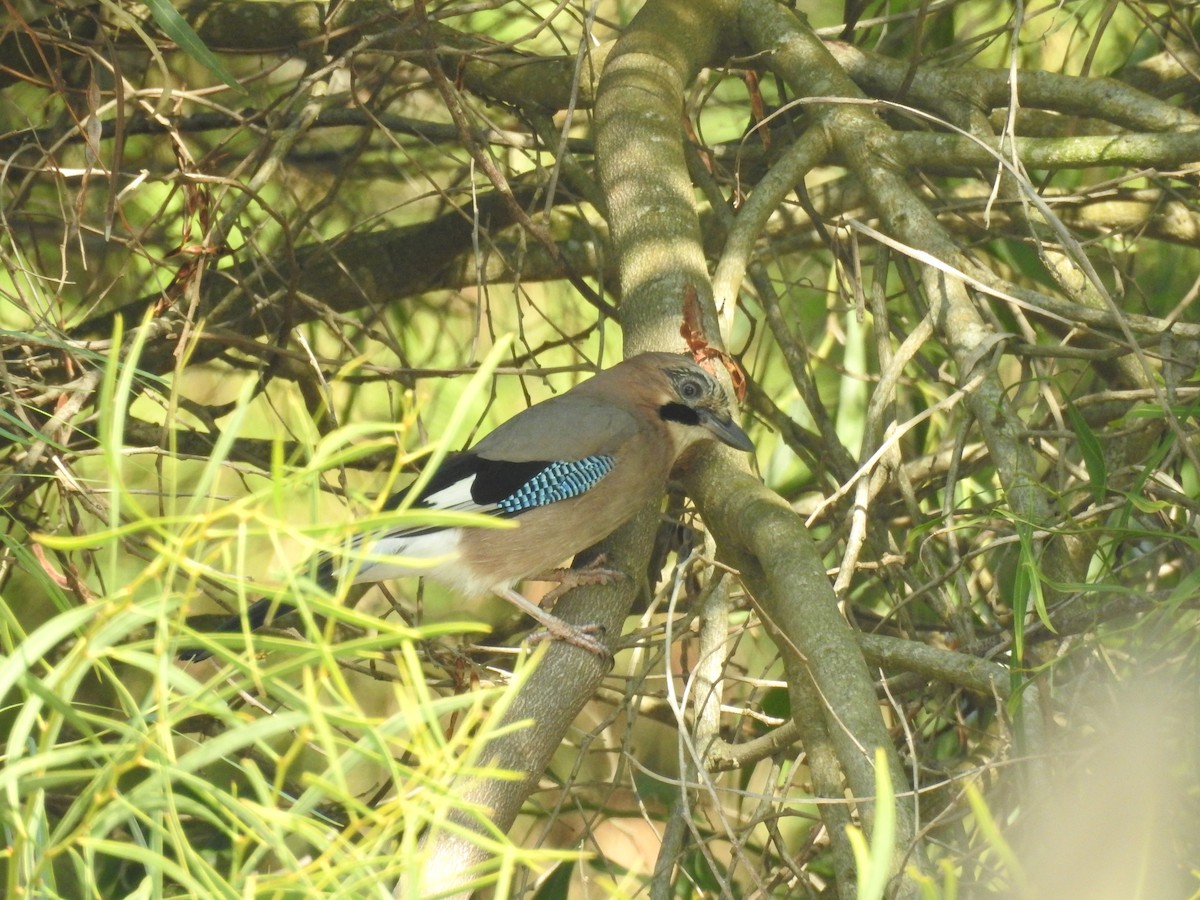 Eurasian Jay - ML264591561