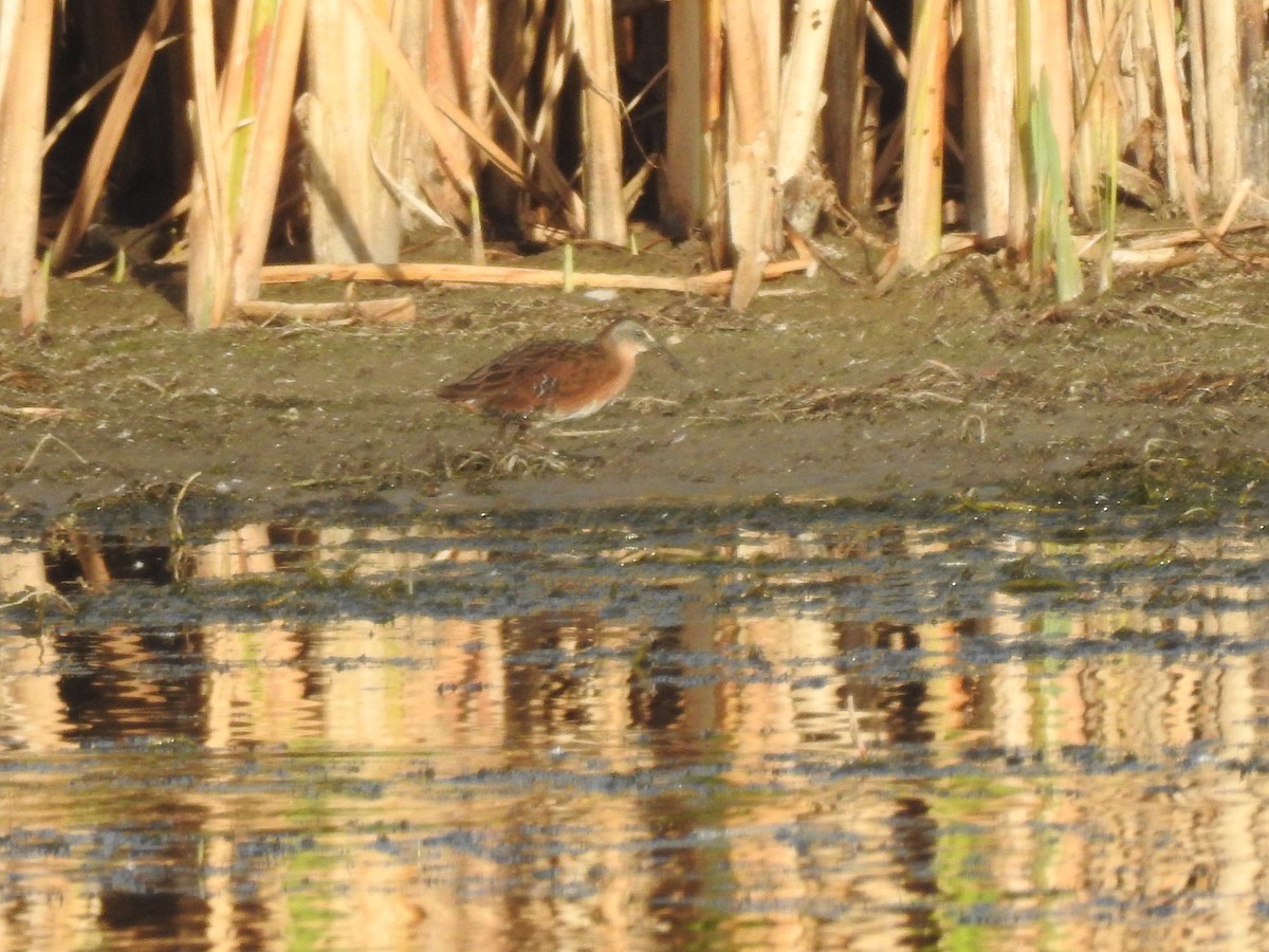 Virginia Rail - Saravana Moorthy