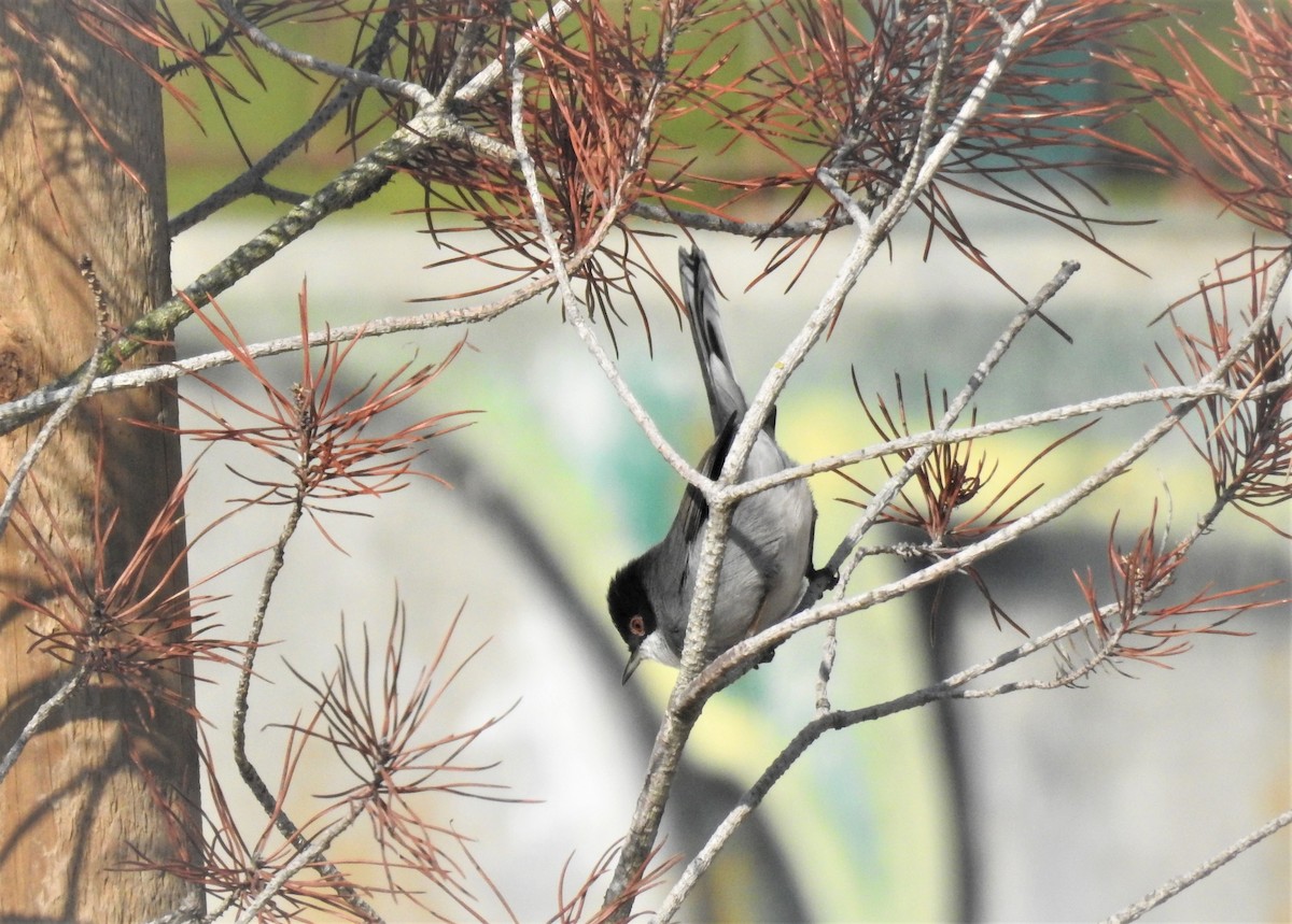 Sardinian Warbler - ML264591851