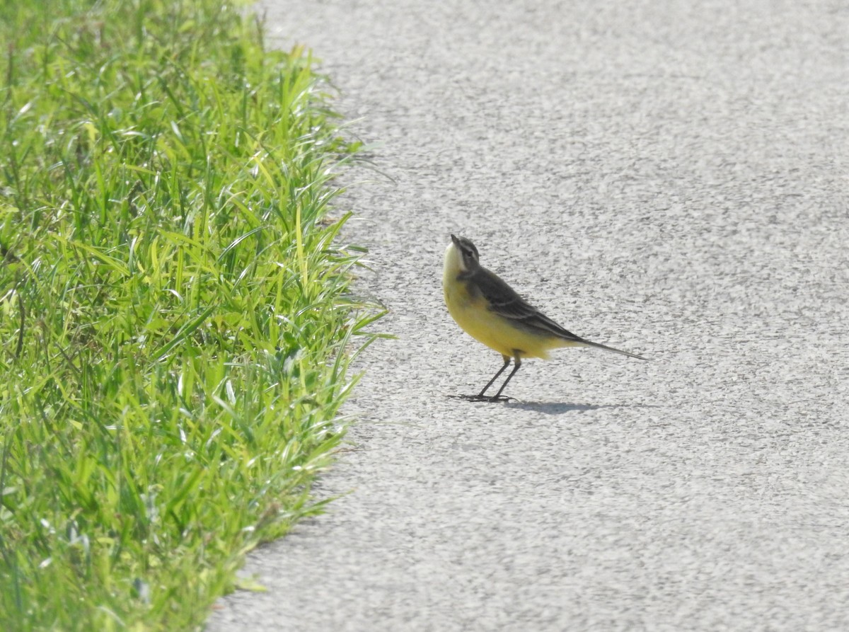 Western Yellow Wagtail - ML264592461