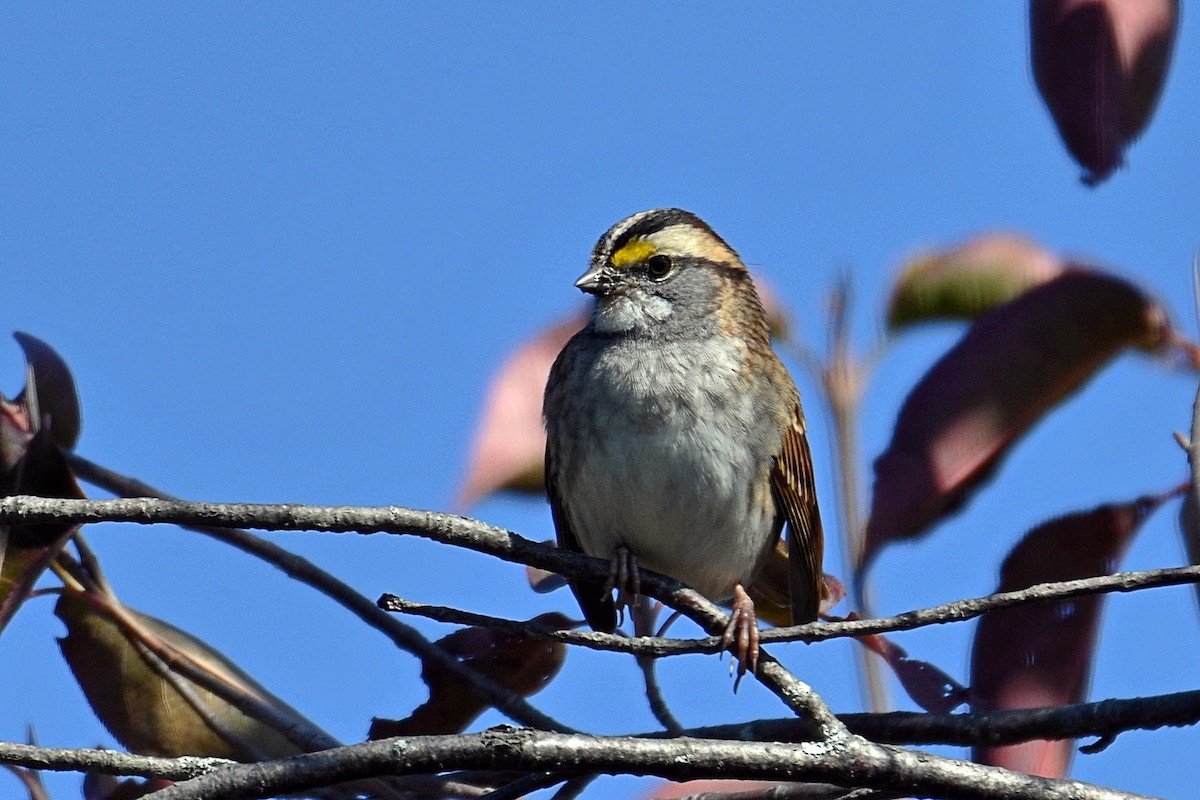 White-throated Sparrow - ML264593031