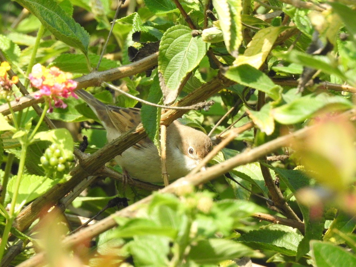 Greater Whitethroat - ML264593661