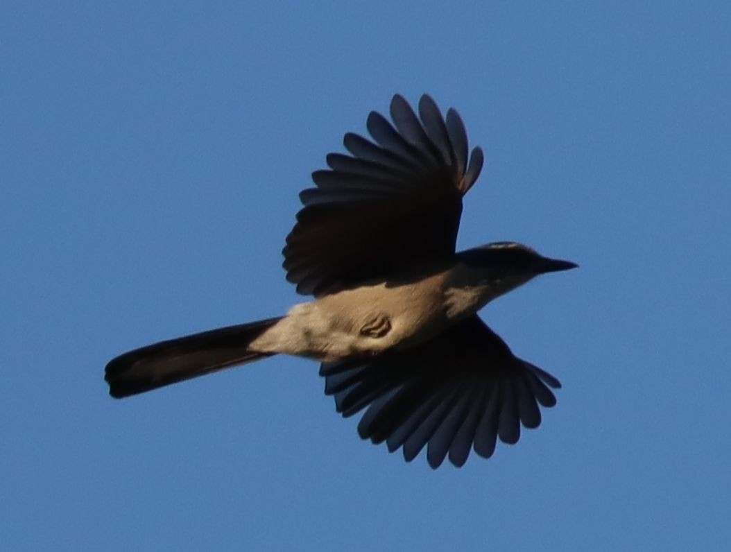 California Scrub-Jay - ML264593811