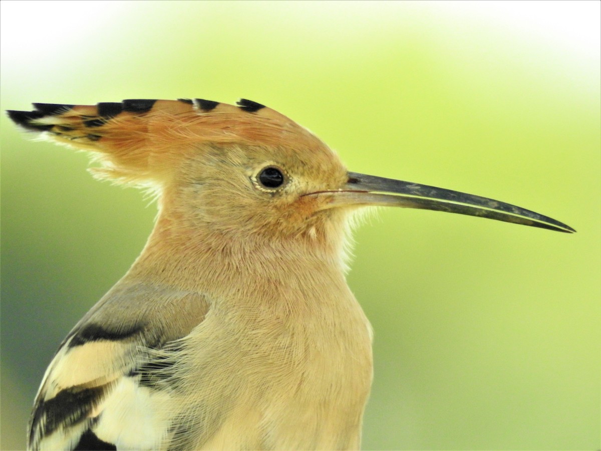 Eurasian Hoopoe - ML264593941