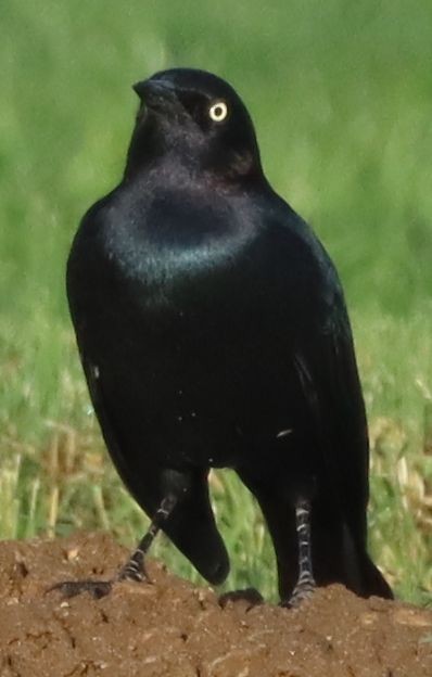 Brewer's Blackbird - ML264594101