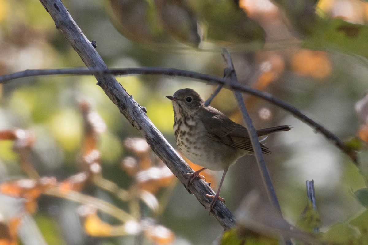 Hermit Thrush - ML264594171