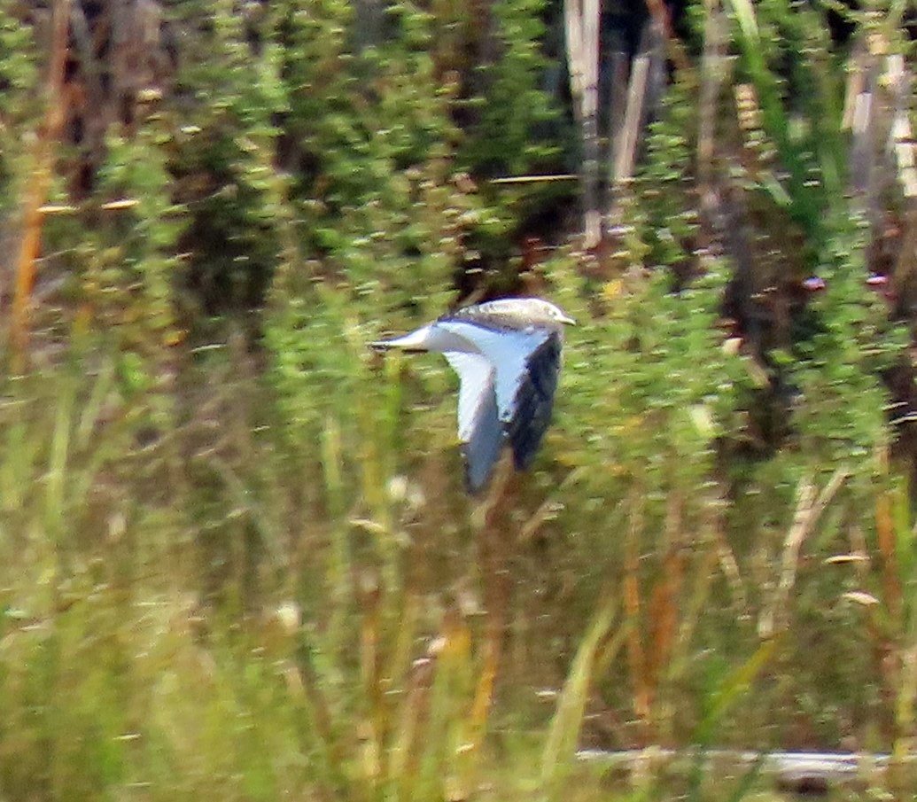 Mouette de Sabine - ML264594441