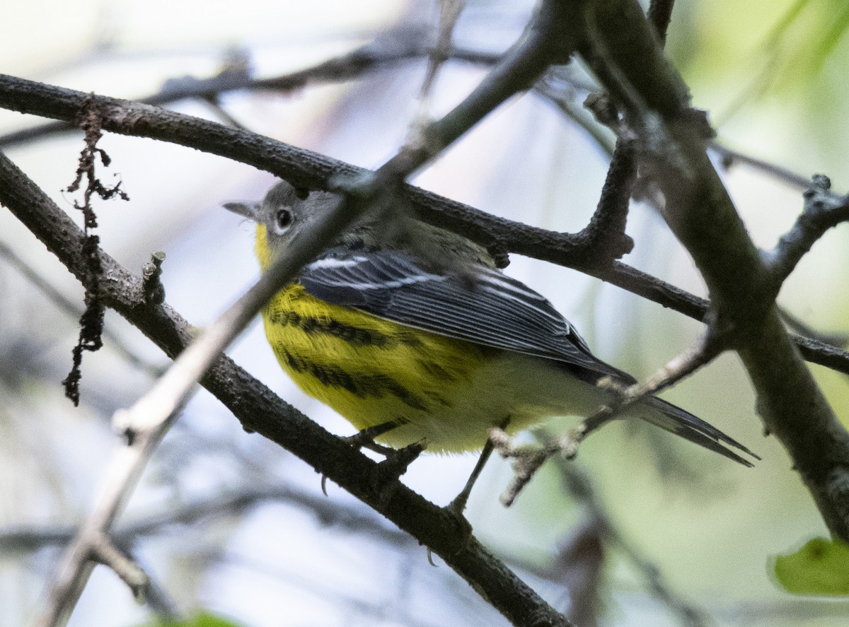 Magnolia Warbler - ML264594491