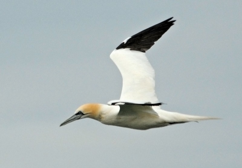 Northern Gannet - ML26459681