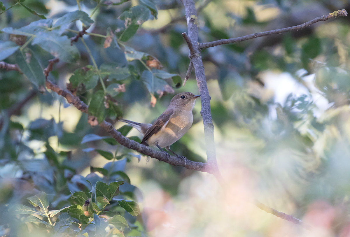 Red-breasted Flycatcher - ML264596871