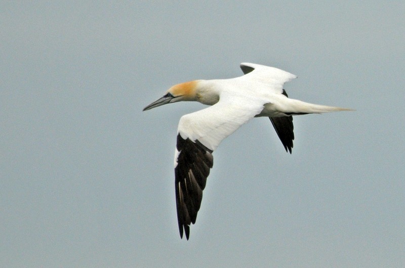 Northern Gannet - Lela Bouse-McCracken