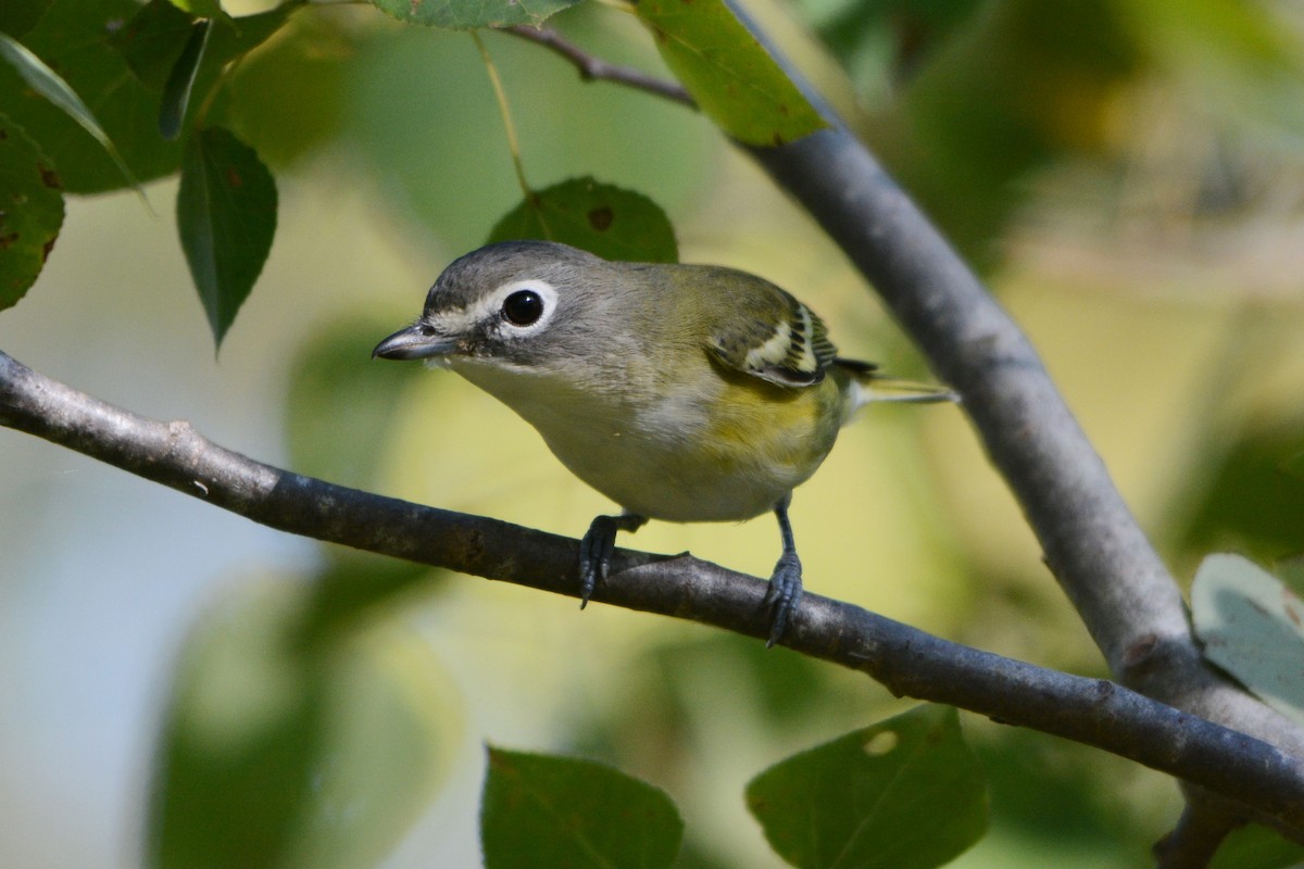 Blue-headed Vireo - Steve Mierzykowski