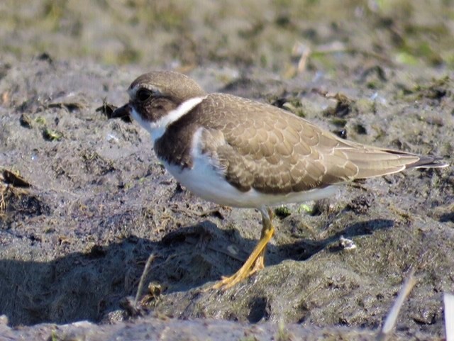 Semipalmated Plover - ML264597691