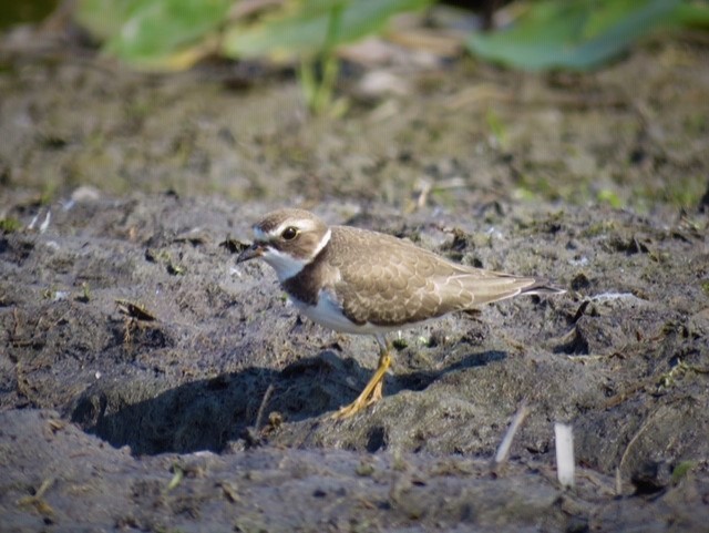 Semipalmated Plover - ML264597931