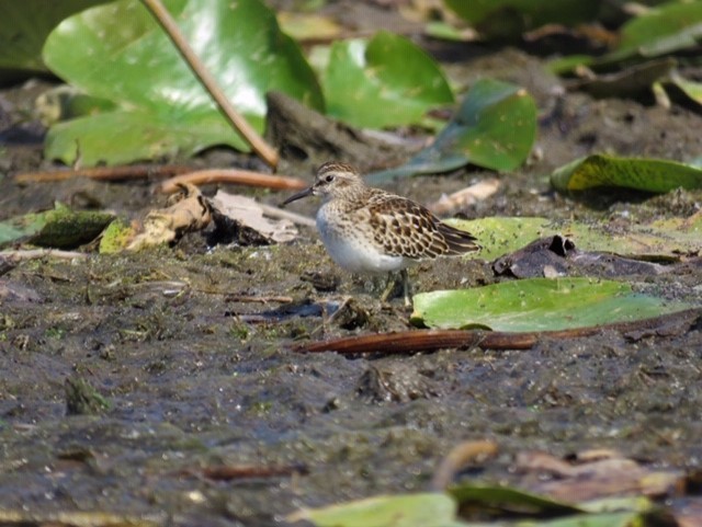 pygmésnipe - ML264598001