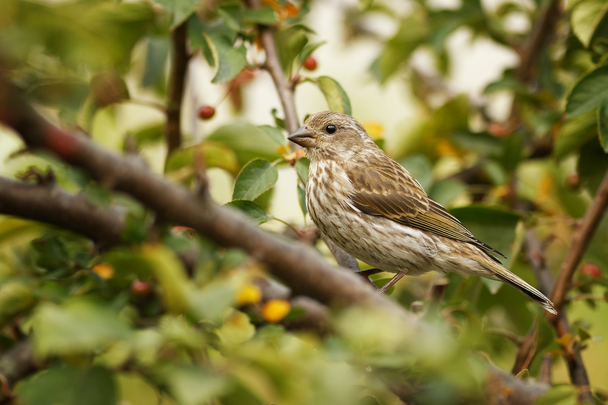 Purple Finch - ML264601781