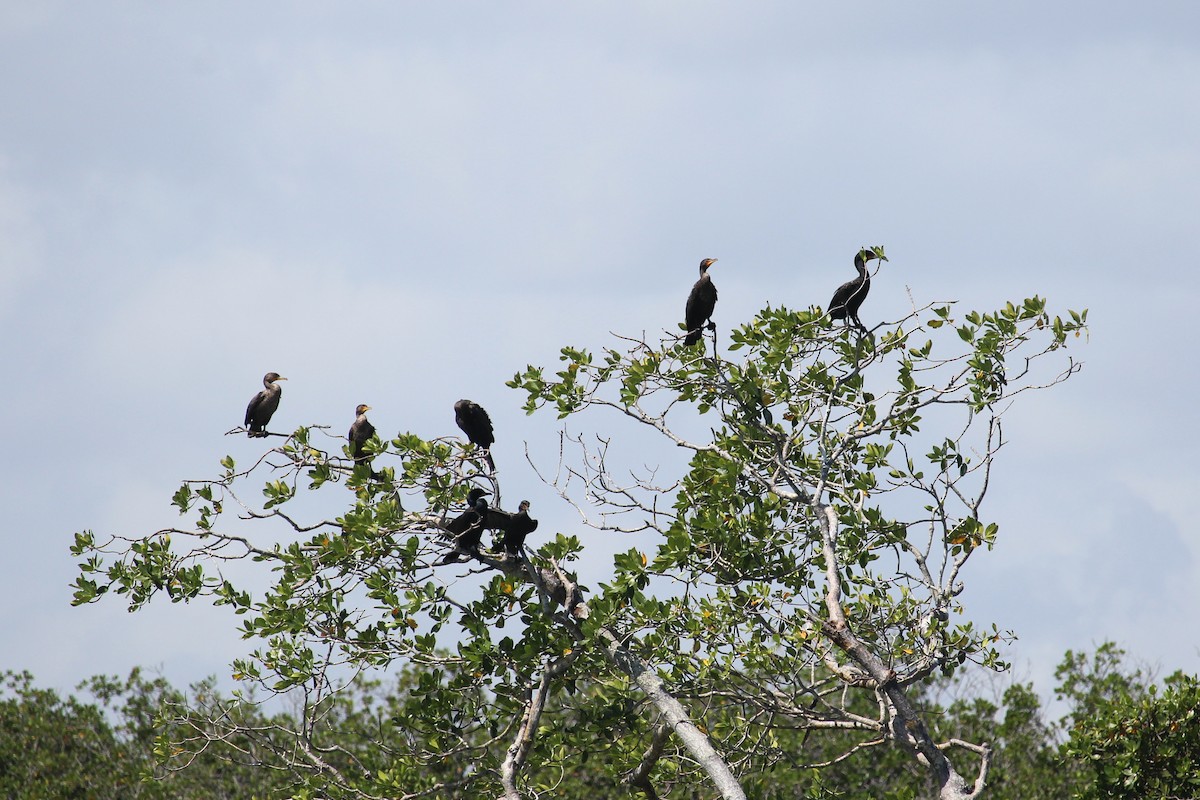 Cormoran à aigrettes - ML264603801