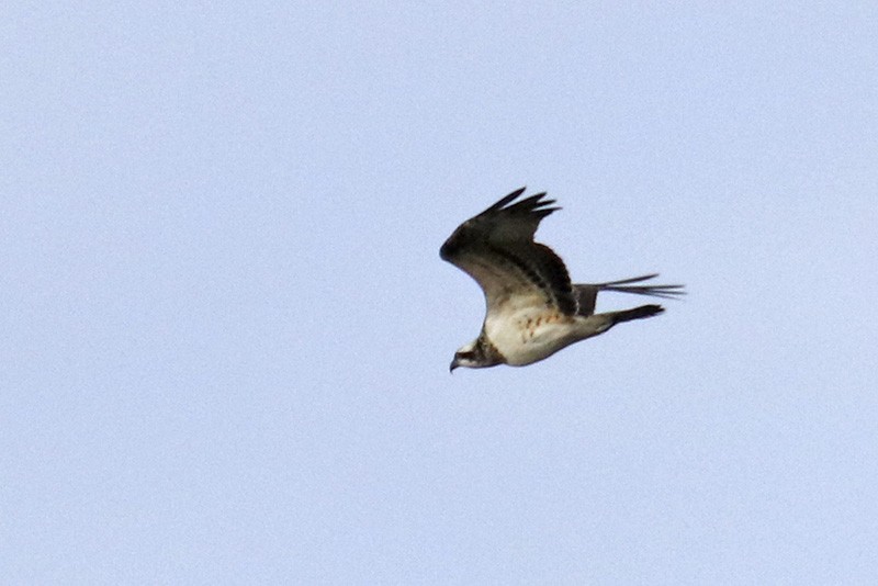 Águila Pescadora - ML264604641