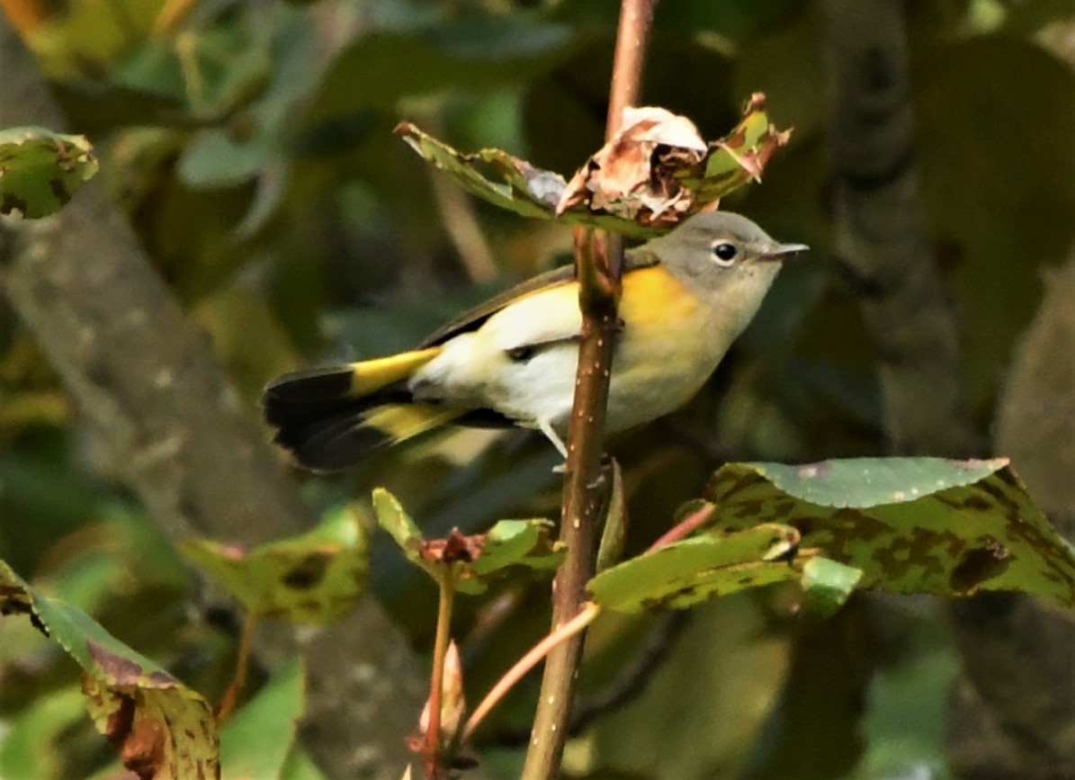 American Redstart - ML264604881