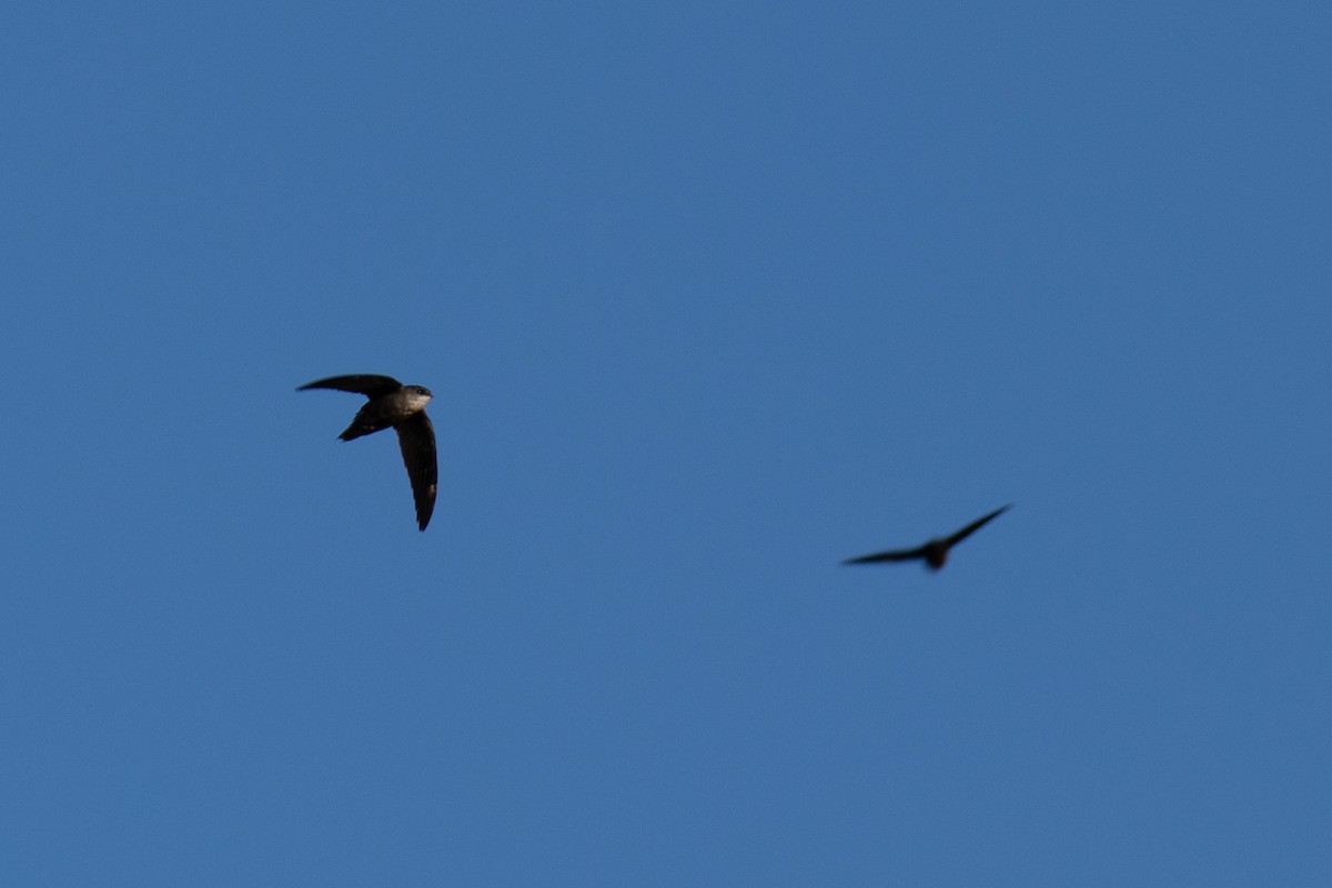 Chimney Swift - ML264605031