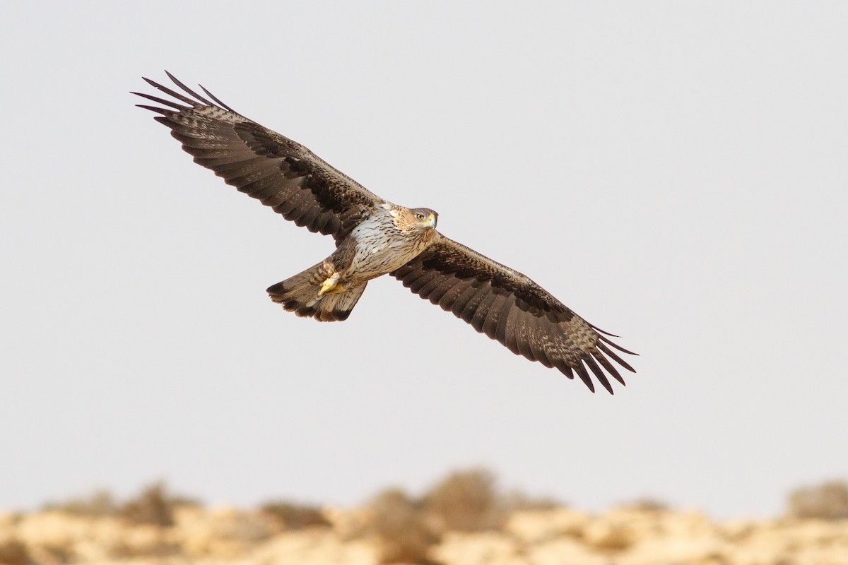 Bonelli's Eagle - ML264606861