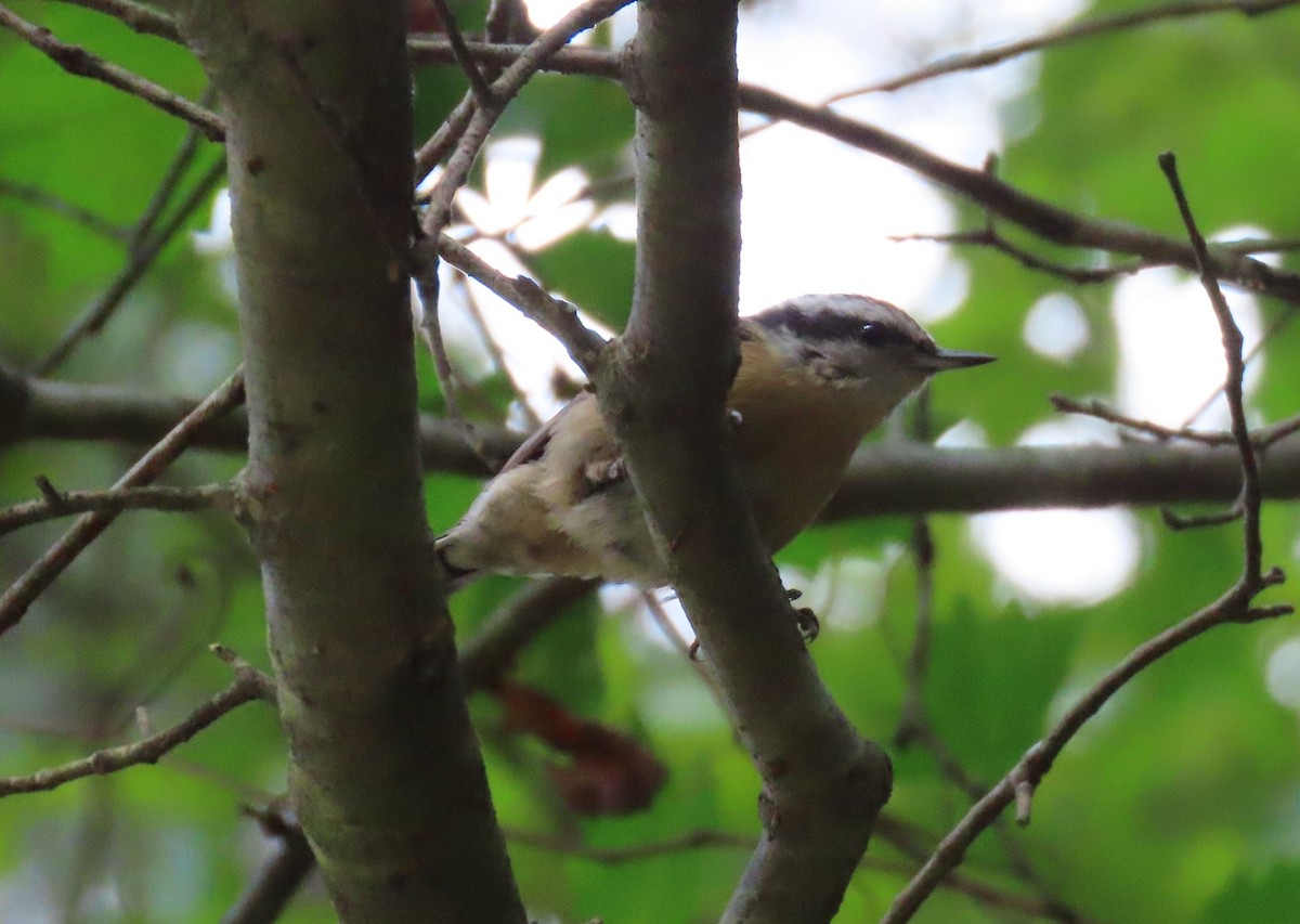 Red-breasted Nuthatch - ML264606951