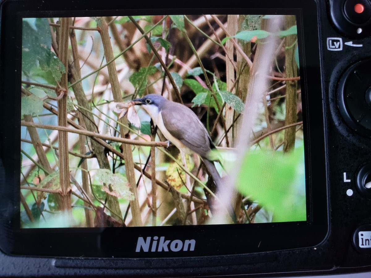 Dark-billed Cuckoo - ML264608321