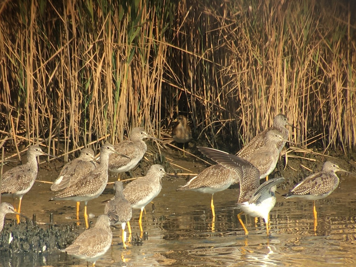 ברודית אמריקנית - ML264609791