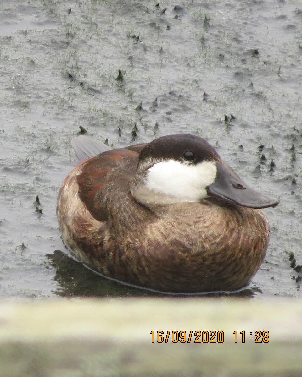Ruddy Duck - ML264610991