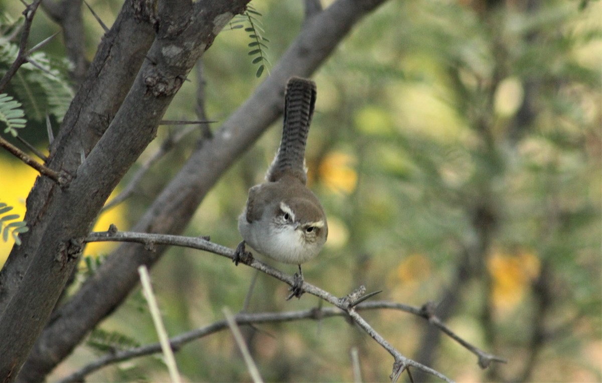 Bewick's Wren - ML264611121