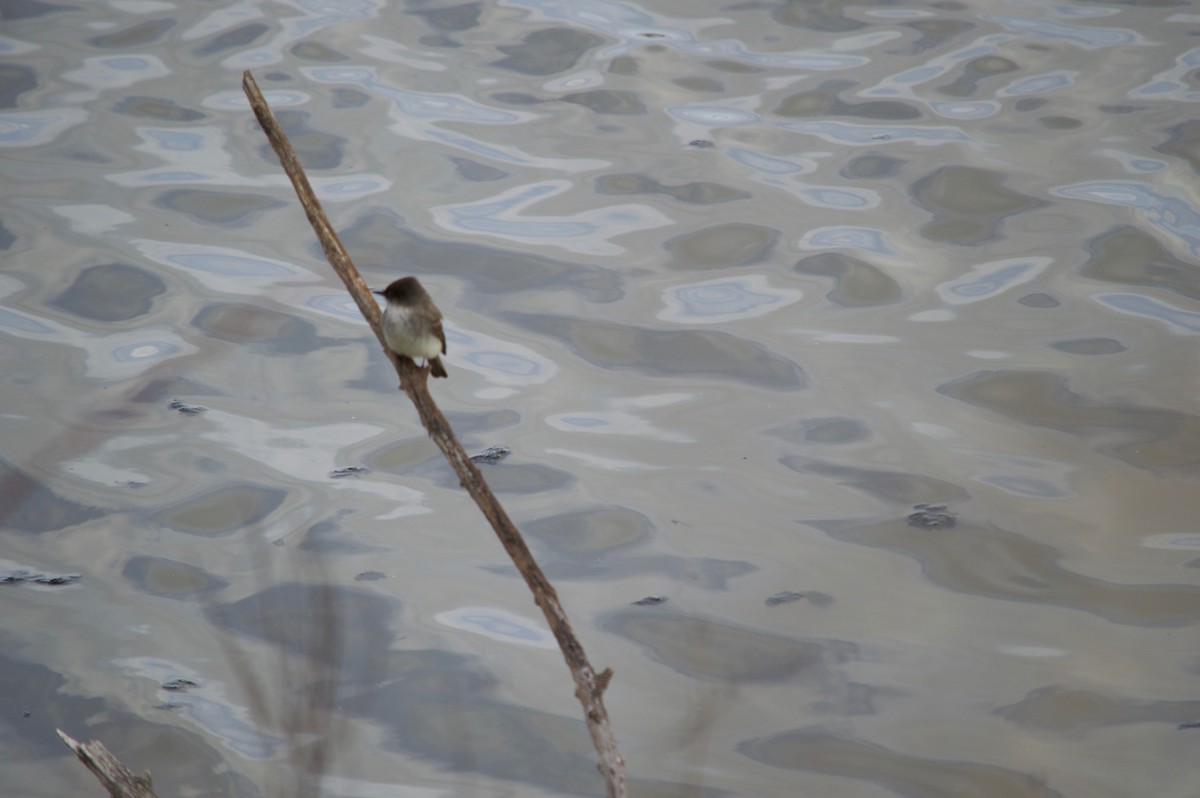 Eastern Phoebe - ML26461181