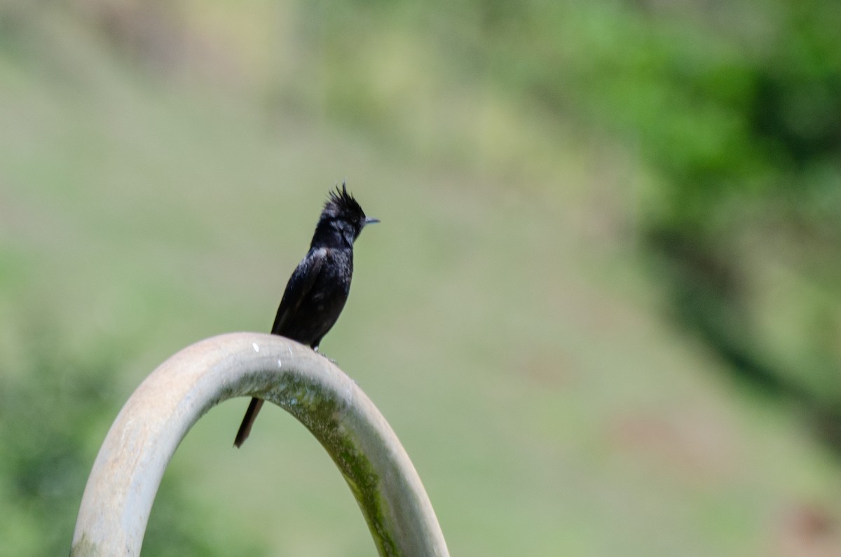 Crested Black-Tyrant - Marcos Eugênio Birding Guide