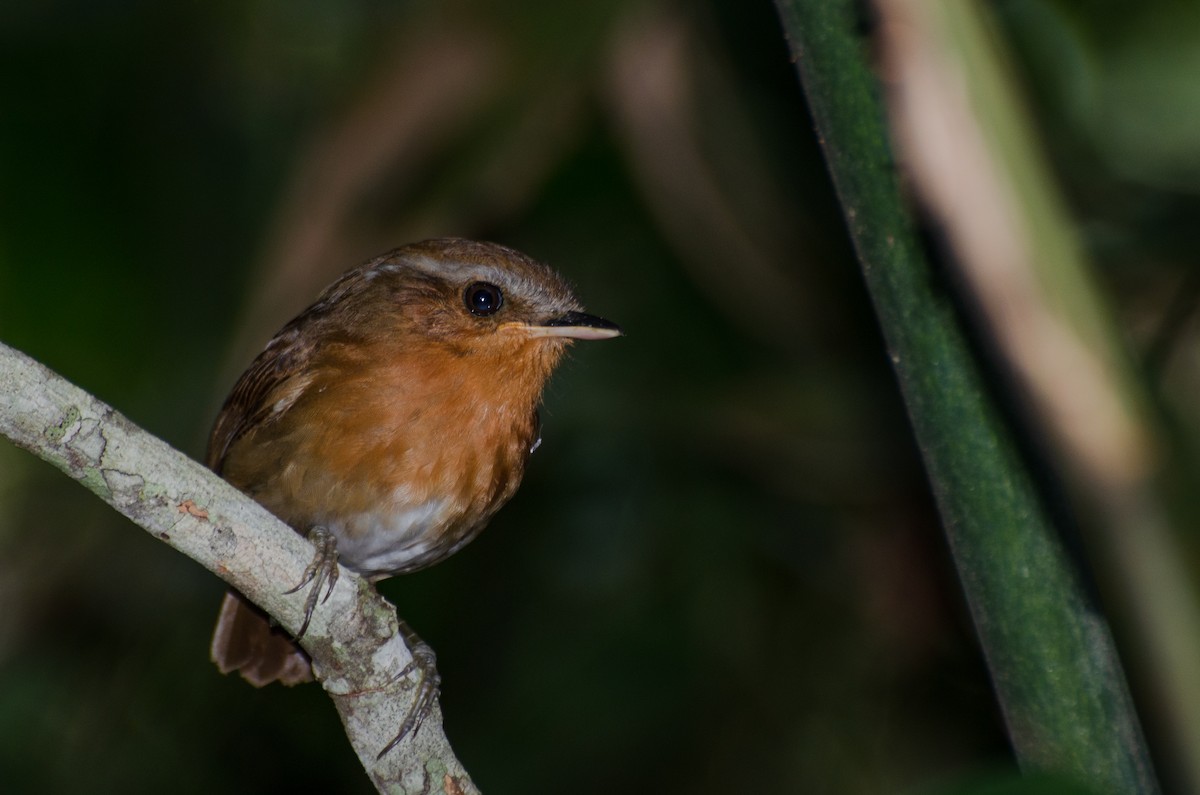 Rufous Gnateater - ML264612271